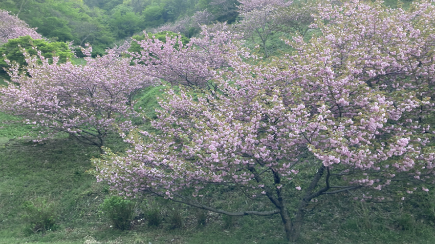 山桜_牛伏山